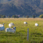 João Eustáquio De Almeida Junior mostra os principais desafios e soluções para gerir fazendas de milhares de hectares com eficiência.