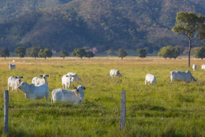 João Eustáquio De Almeida Junior mostra os principais desafios e soluções para gerir fazendas de milhares de hectares com eficiência.