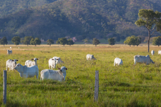 João Eustáquio De Almeida Junior mostra os principais desafios e soluções para gerir fazendas de milhares de hectares com eficiência.