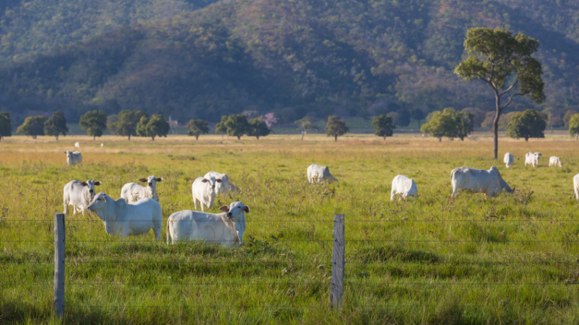 João Eustáquio De Almeida Junior mostra os principais desafios e soluções para gerir fazendas de milhares de hectares com eficiência.