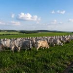 Guilherme Silva Ribeiro Campos