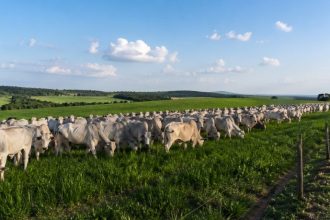 Guilherme Silva Ribeiro Campos