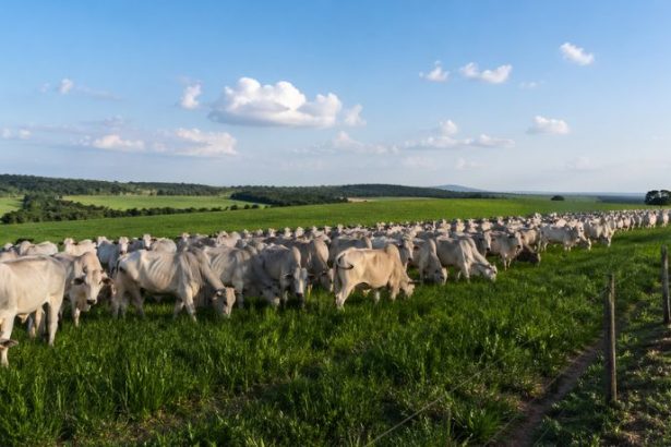 Guilherme Silva Ribeiro Campos