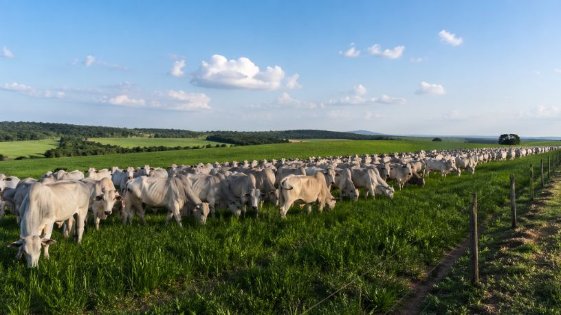 Guilherme Silva Ribeiro Campos